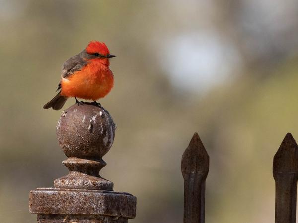 <h3><a href="/trips/Tucson_2023/biota/animalia/chordata/aves/040 passeriformes/011 tyrannidae/pyrocephalus rubinus/pyrocephalus rubinus-nl.html">Pyrocephalus&nbsp;rubinus</a> / Vermilion&nbsp;flycatcher / Rode&nbsp;tiran</h3>OM-1 met OLYMPUS M.300mm F4.0, 1/2000 sec  bij F6.3, ISO 1000, afstand 11.2&nbsp;m